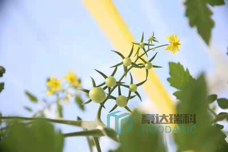 玻璃連棟溫室