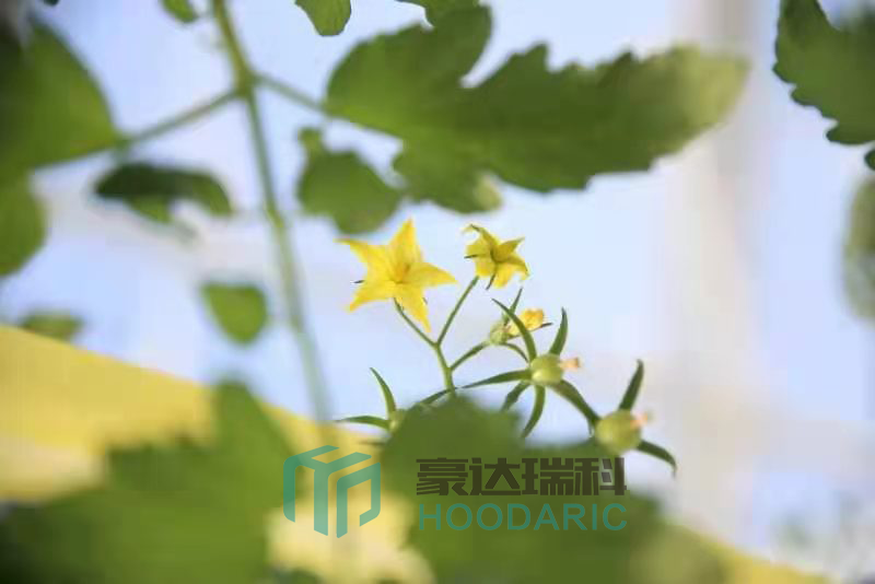 玻璃連棟溫室