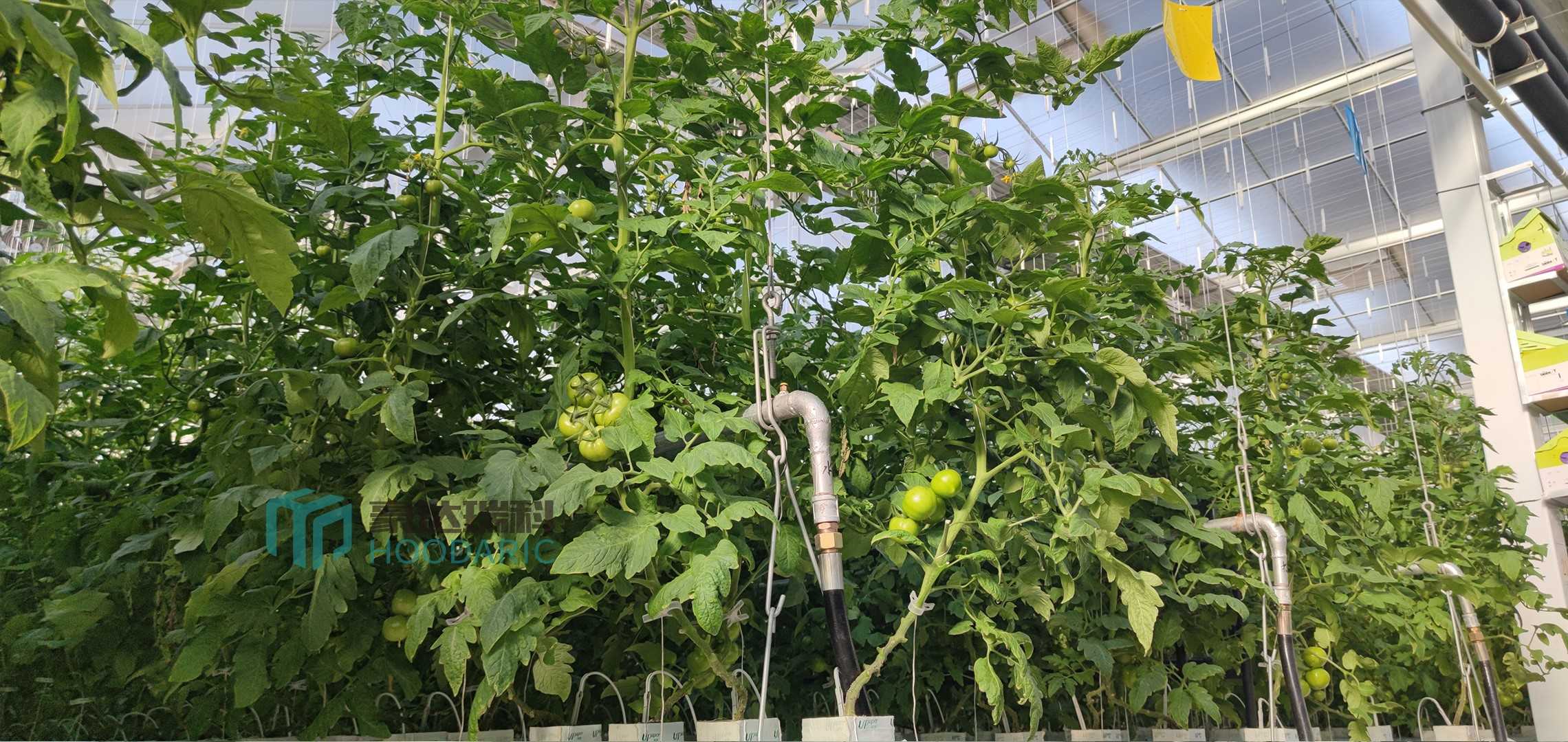玻璃連棟溫室